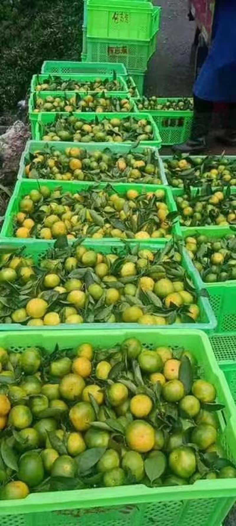 湖北精品特早蜜桔大量供应现摘现发个大皮薄口感纯甜