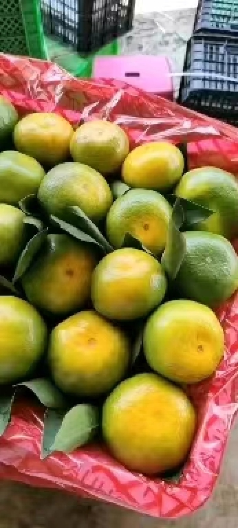 湖北精品特早蜜桔大量供应现摘现发个大皮薄口感纯甜