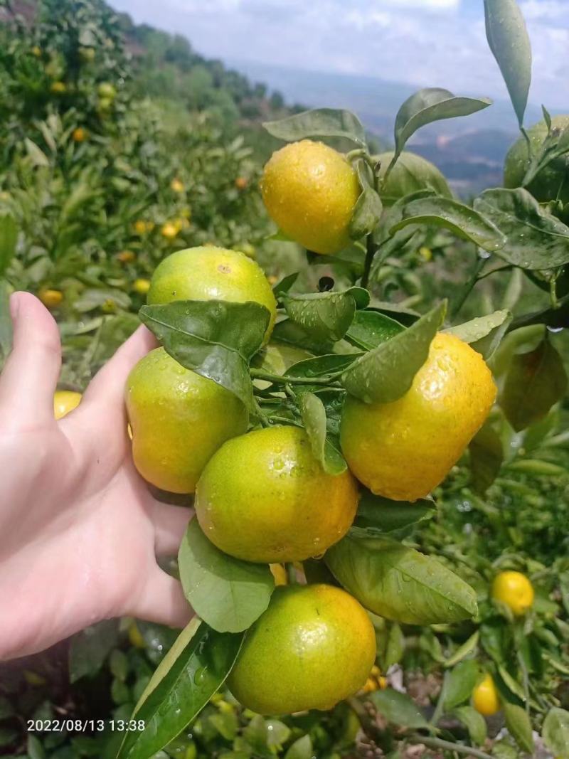 湖北精品特早蜜桔大量供应现摘现发个大皮薄口感纯甜