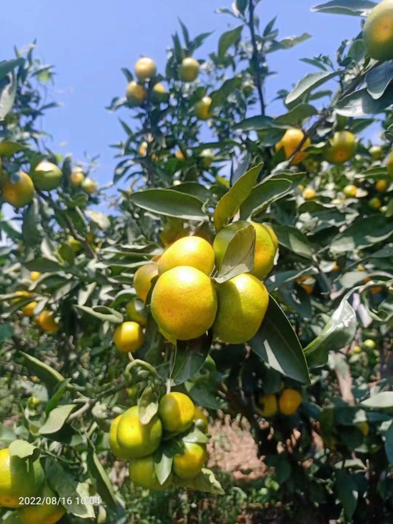 湖北精品特早蜜桔大量供应现摘现发个大皮薄口感纯甜