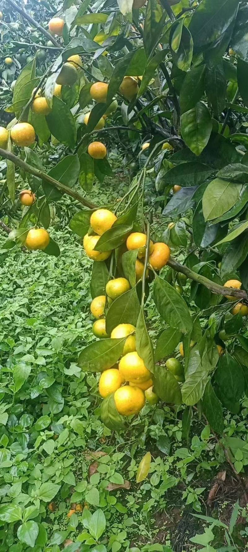 湖北精品特早蜜桔大量供应现摘现发个大皮薄口感纯甜