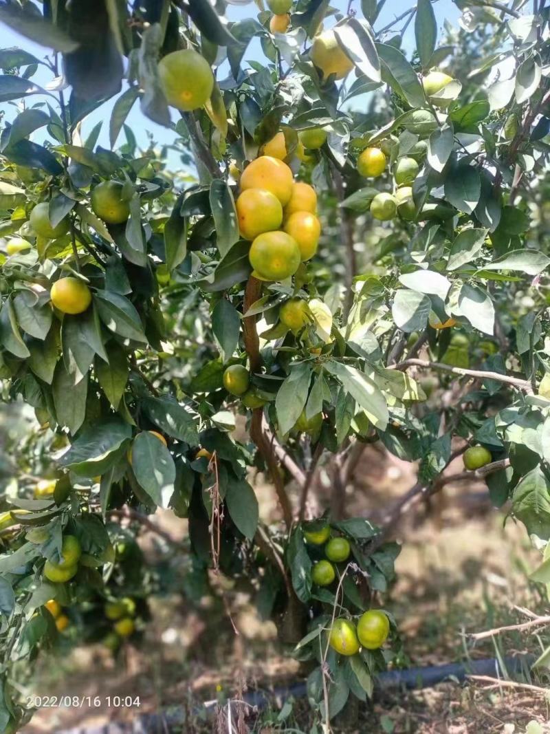 湖北精品特早蜜桔大量供应现摘现发个大皮薄口感纯甜