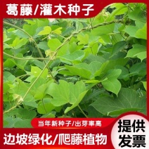 葛藤护坡种子护坡草籽百花银背藤野葛巩固沙土边坡绿化园林