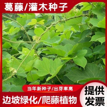 葛藤护坡种子护坡草籽百花银背藤野葛巩固沙土边坡绿化园林