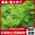 葛藤护坡种子护坡草籽百花银背藤野葛巩固沙土边坡绿化园林