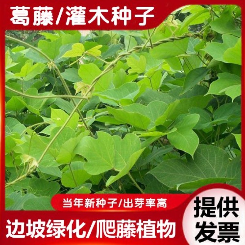 葛藤护坡种子护坡草籽百花银背藤野葛巩固沙土边坡绿化园林
