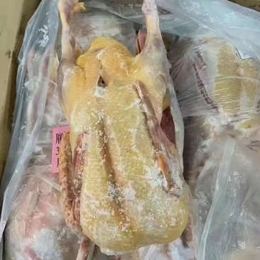 【卤鹅翼】鹅新鲜土鹅大白鹅，整只大白鹅农家散养。价格便宜