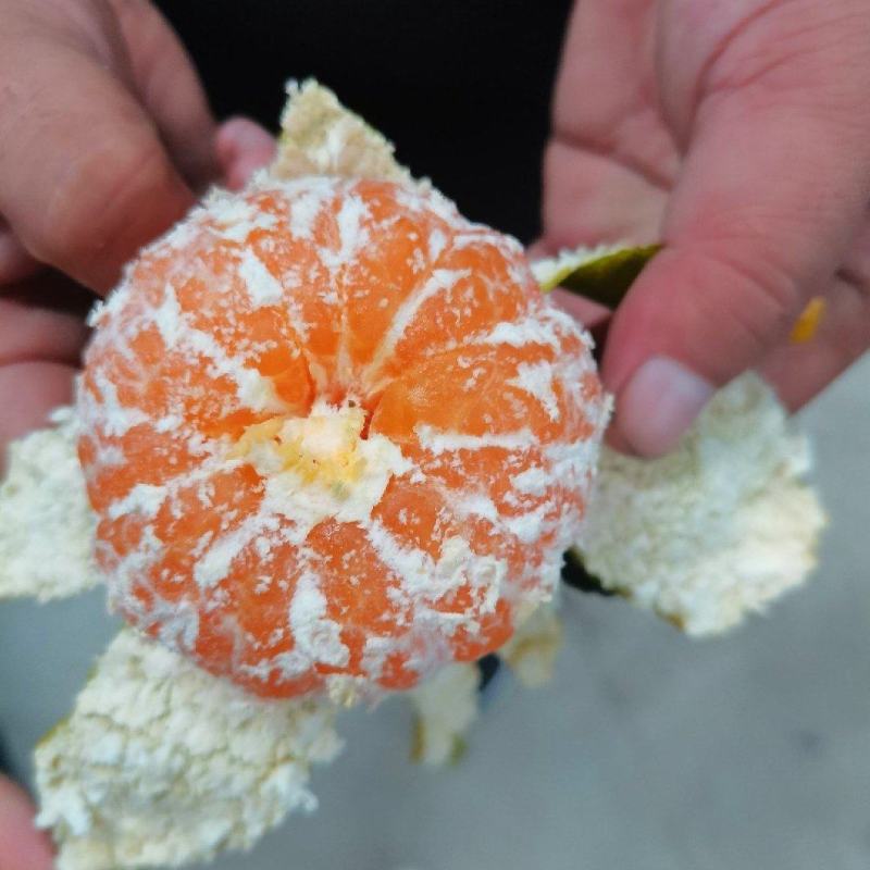湖北特早蜜橘大量上市，果大，皮薄，味甜，产地一手货源