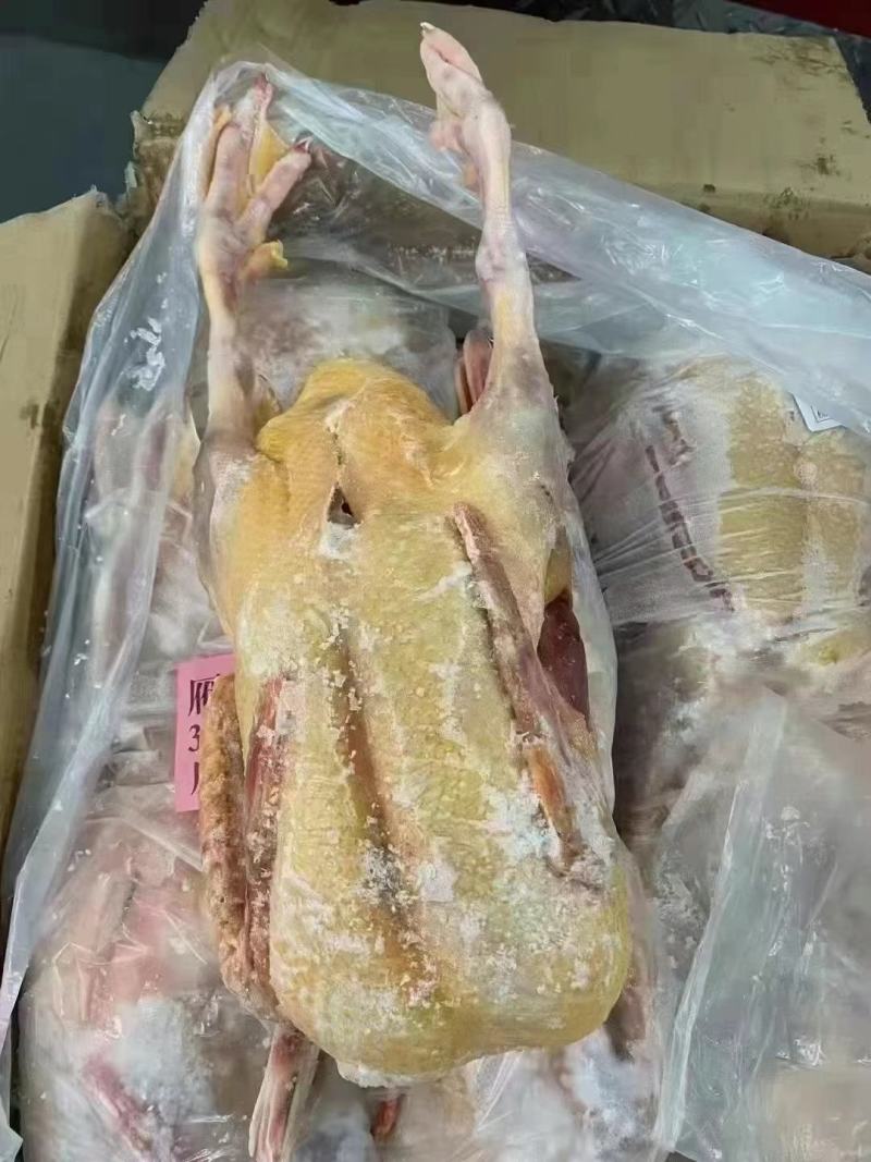 【卤鹅翼】鹅新鲜土鹅大白鹅，整只大白鹅农家散养。价格便宜