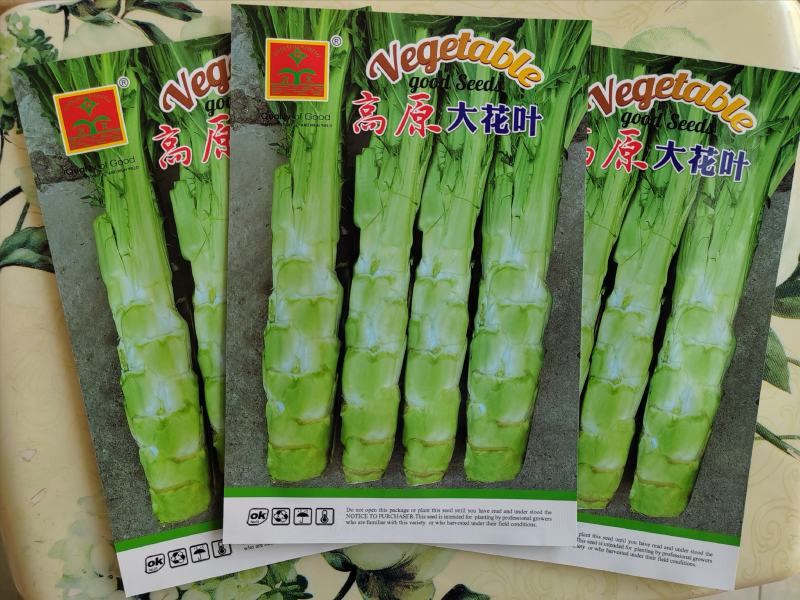 【精品】花叶青皮薄皮棒菜种子白皮圆叶棒菜种子厂家直销