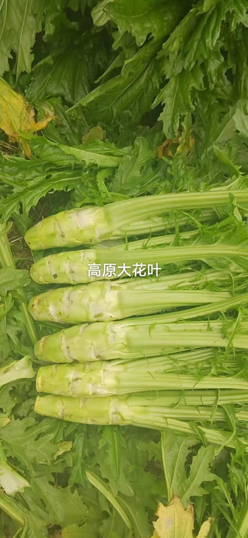 【精品】花叶青皮薄皮棒菜种子白皮圆叶棒菜种子厂家直销