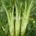 【精品】花叶青皮薄皮棒菜种子白皮圆叶棒菜种子厂家直销