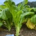 【精品】花叶青皮薄皮棒菜种子白皮圆叶棒菜种子厂家直销
