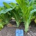 【精品】花叶青皮薄皮棒菜种子白皮圆叶棒菜种子厂家直销