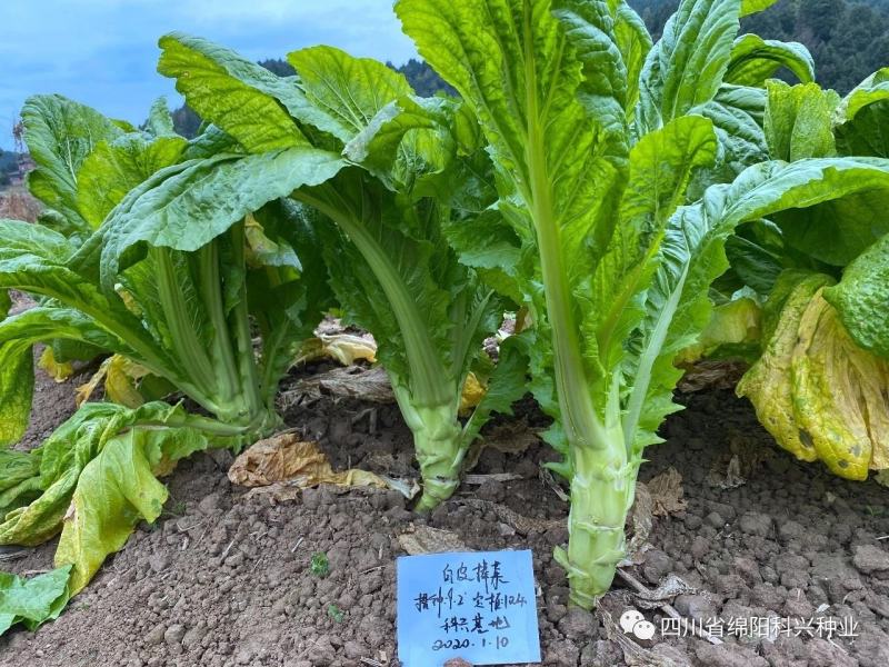 【精品】花叶青皮薄皮棒菜种子白皮圆叶棒菜种子厂家直销
