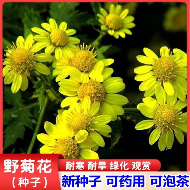 野菊花种子药用泡茶菊花种子山坡路边野黄菊花多年生野菜