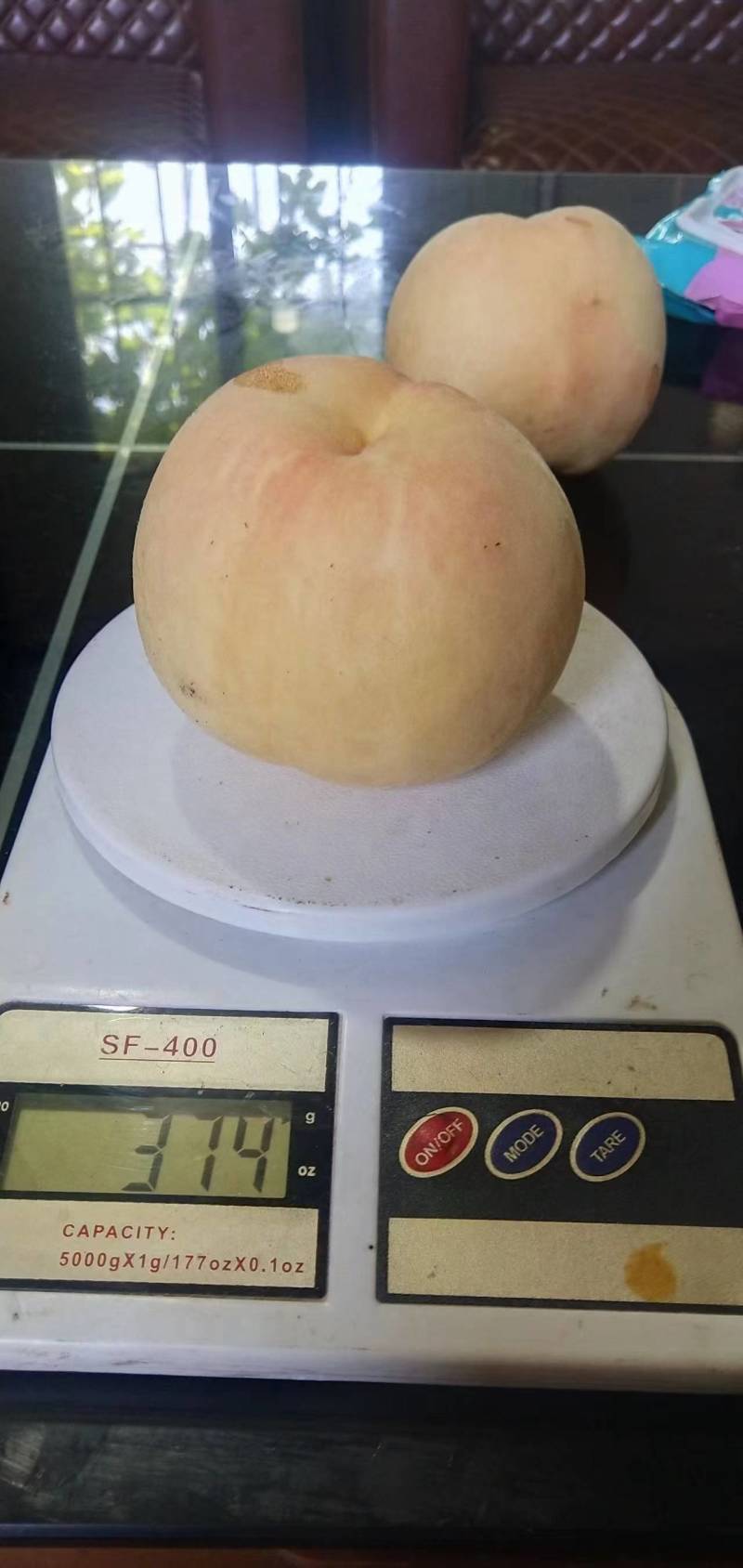 中桃5号果树苗，中熟丰产优良品种
