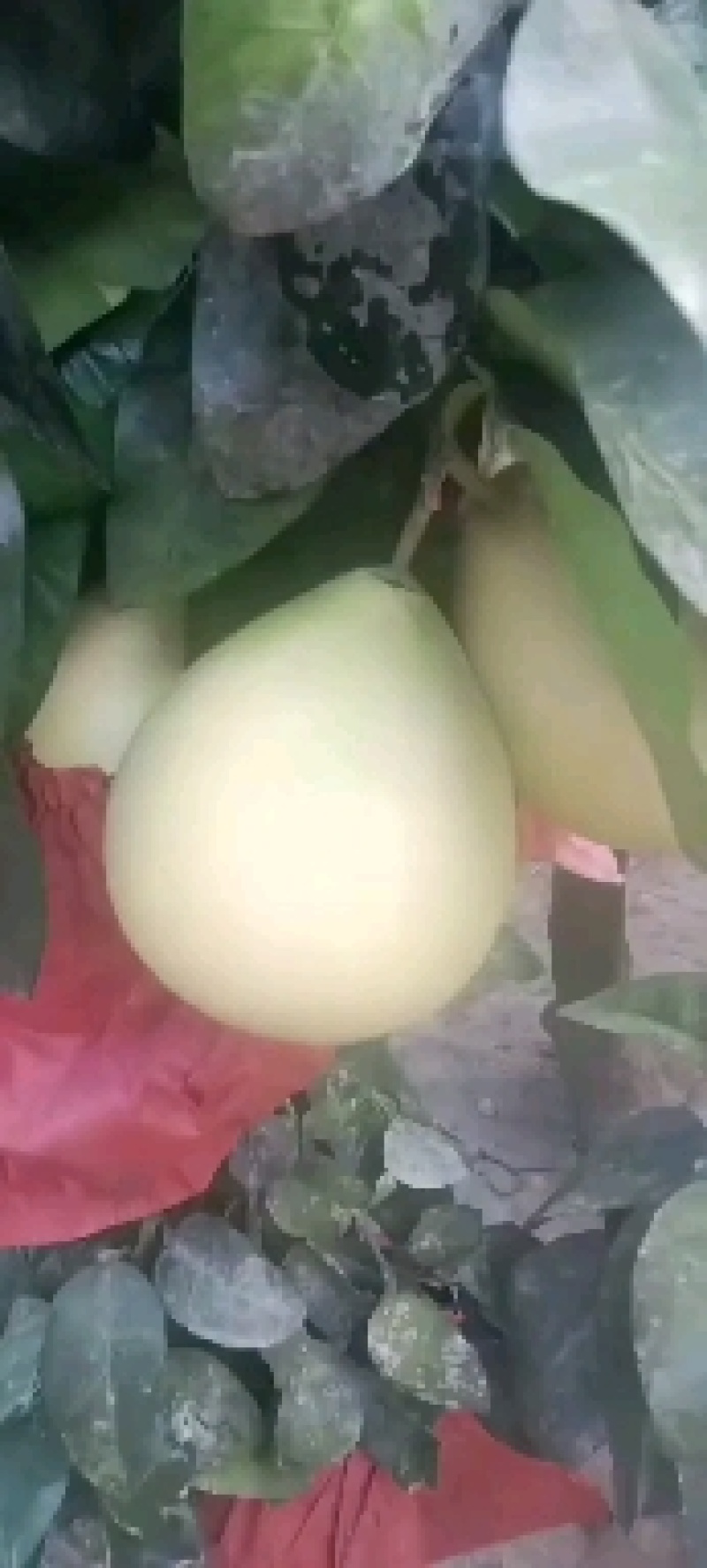 三红柚