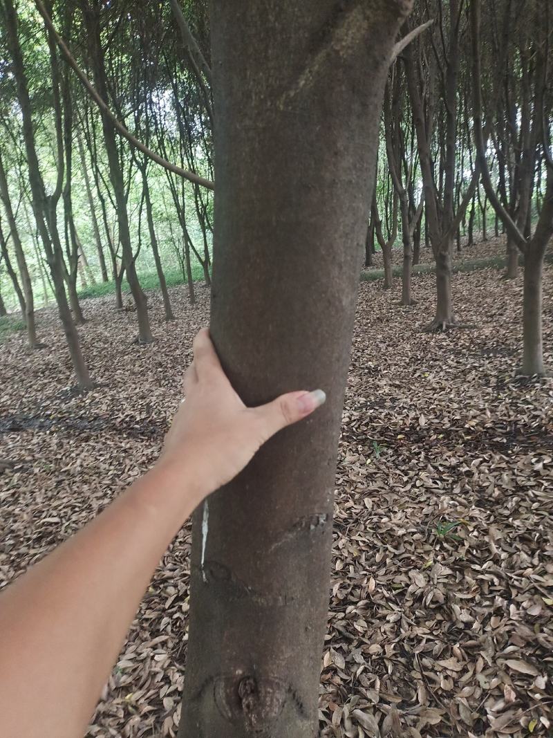 天竺桂