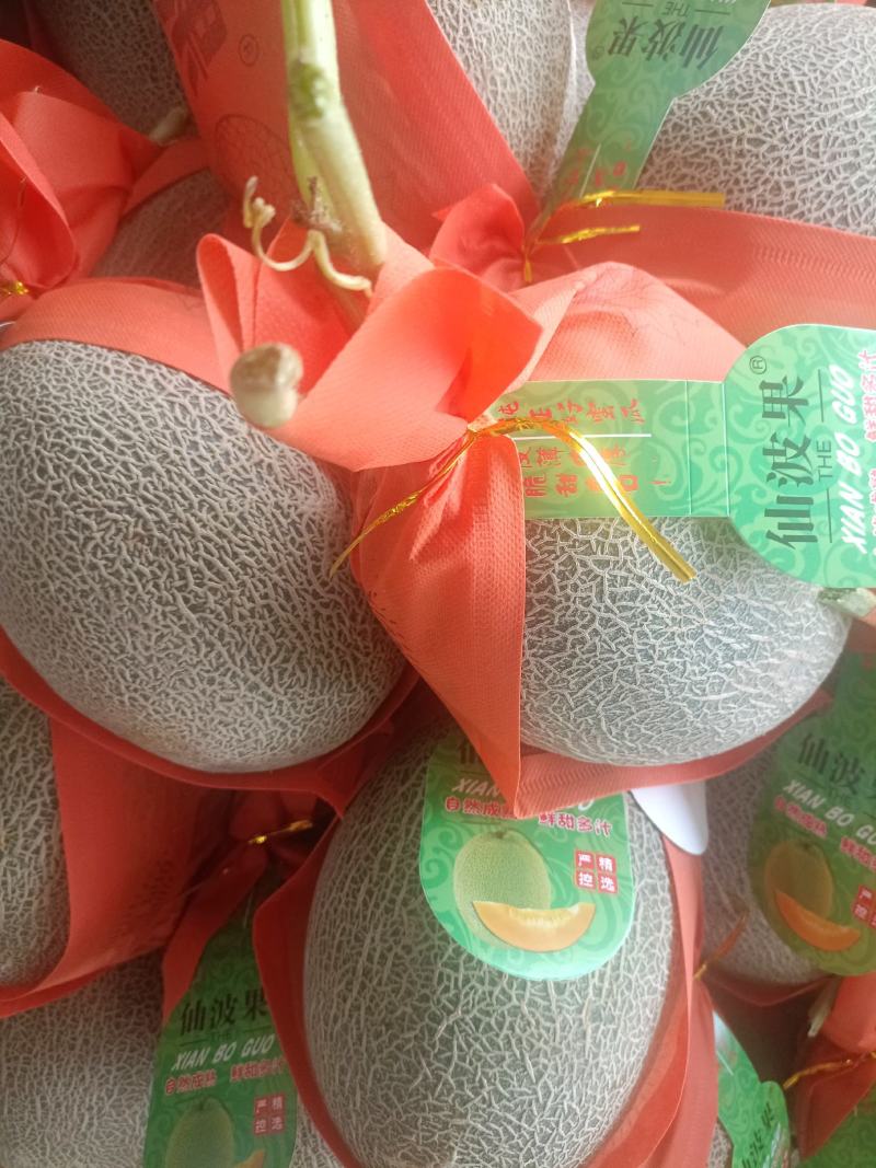 精品哈密瓜，晓蜜25号，产地直发，代发全国