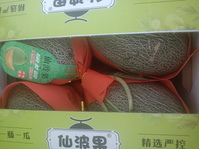 精品哈密瓜，晓蜜25号，产地直发，代发全国