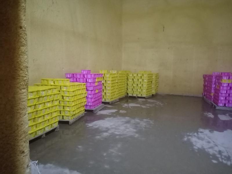 新疆喀什地区伽师县法兰西西梅现货供货中