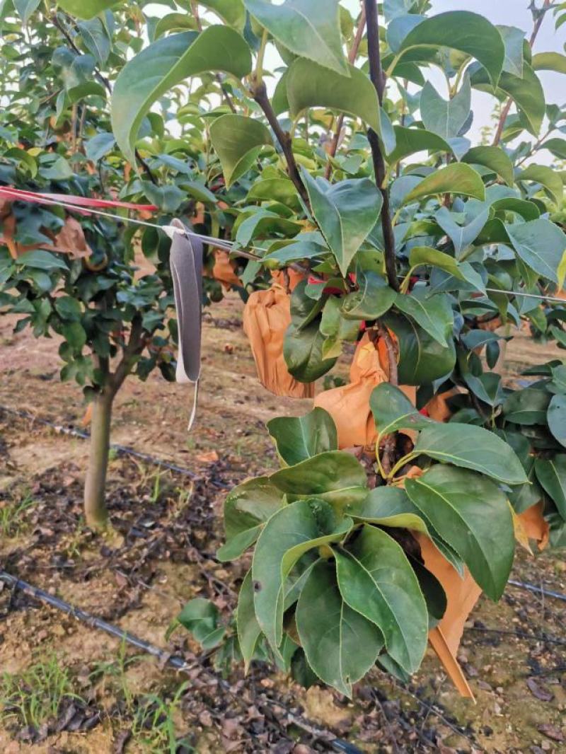 套袋秋月梨大量现货脆甜无渣电商市场货提供包装服务