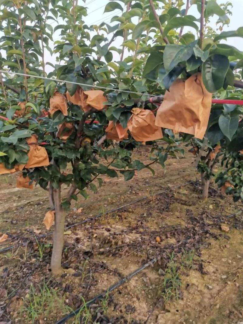 套袋秋月梨大量现货脆甜无渣电商市场货提供包装服务