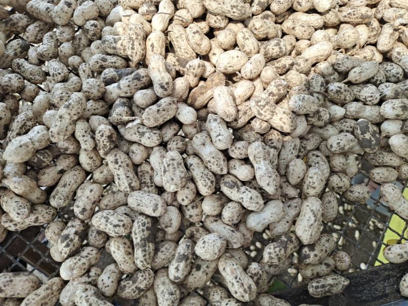 大白沙、小白沙，鲜花生大量上市