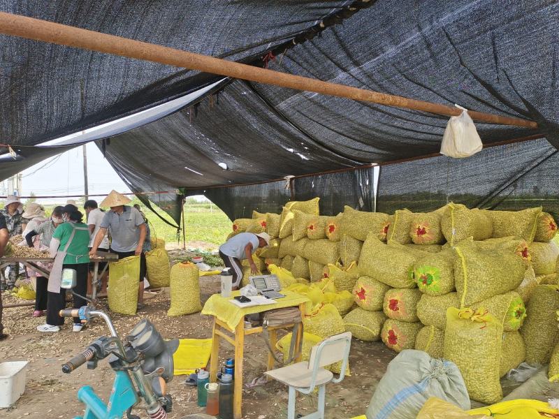 大白沙、小白沙，鲜花生大量上市