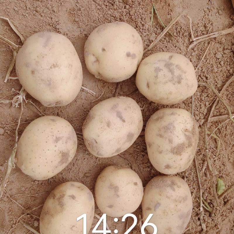 实验一，希森，沃土，黄心黄皮，各种规格基地出货