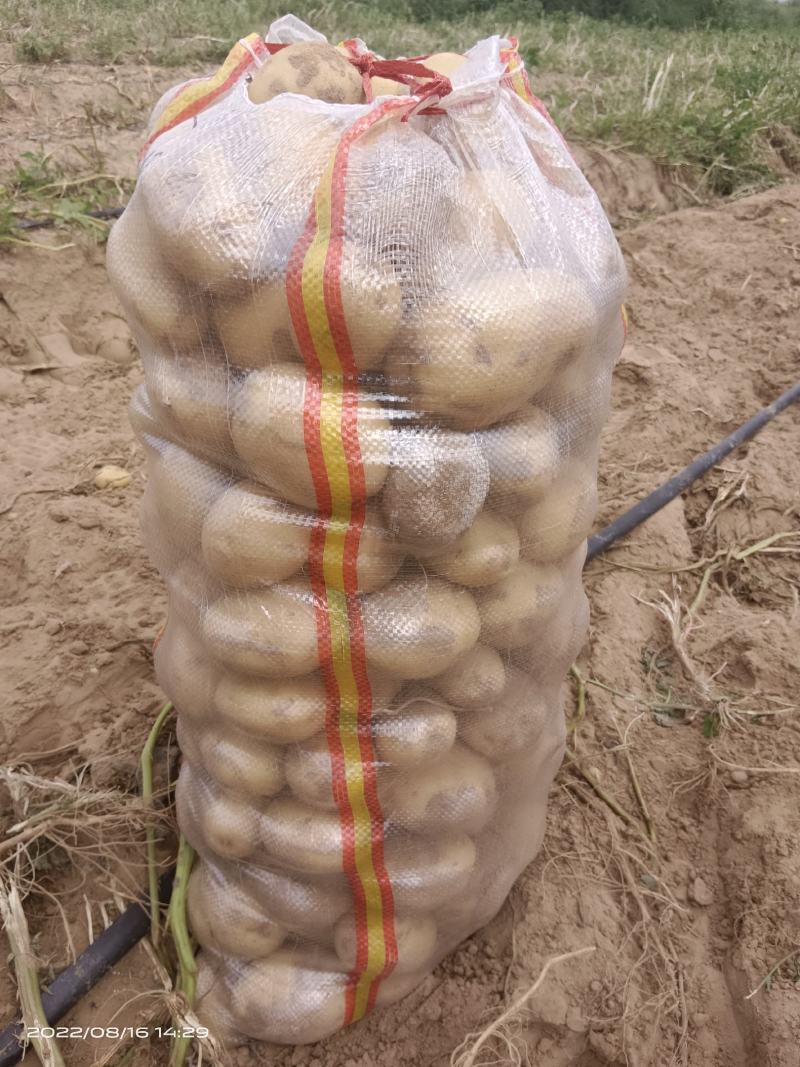 实验一，希森，沃土，黄心黄皮，各种规格基地出货