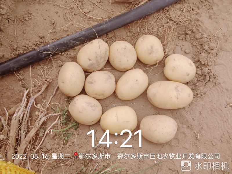 实验一，希森，沃土，黄心黄皮，各种规格基地出货