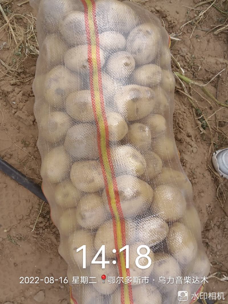 实验一，希森，沃土，黄心黄皮，各种规格基地出货