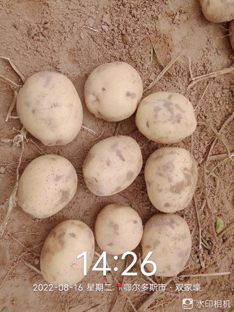 实验一，希森，沃土，黄心黄皮，各种规格基地出货