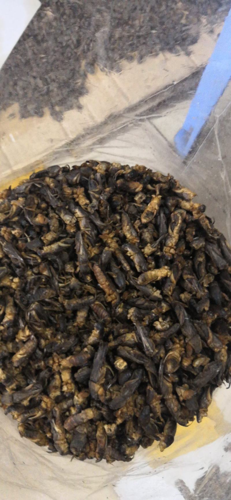 土狗别名蝼蛄野生新货两公斤包邮中药土狗