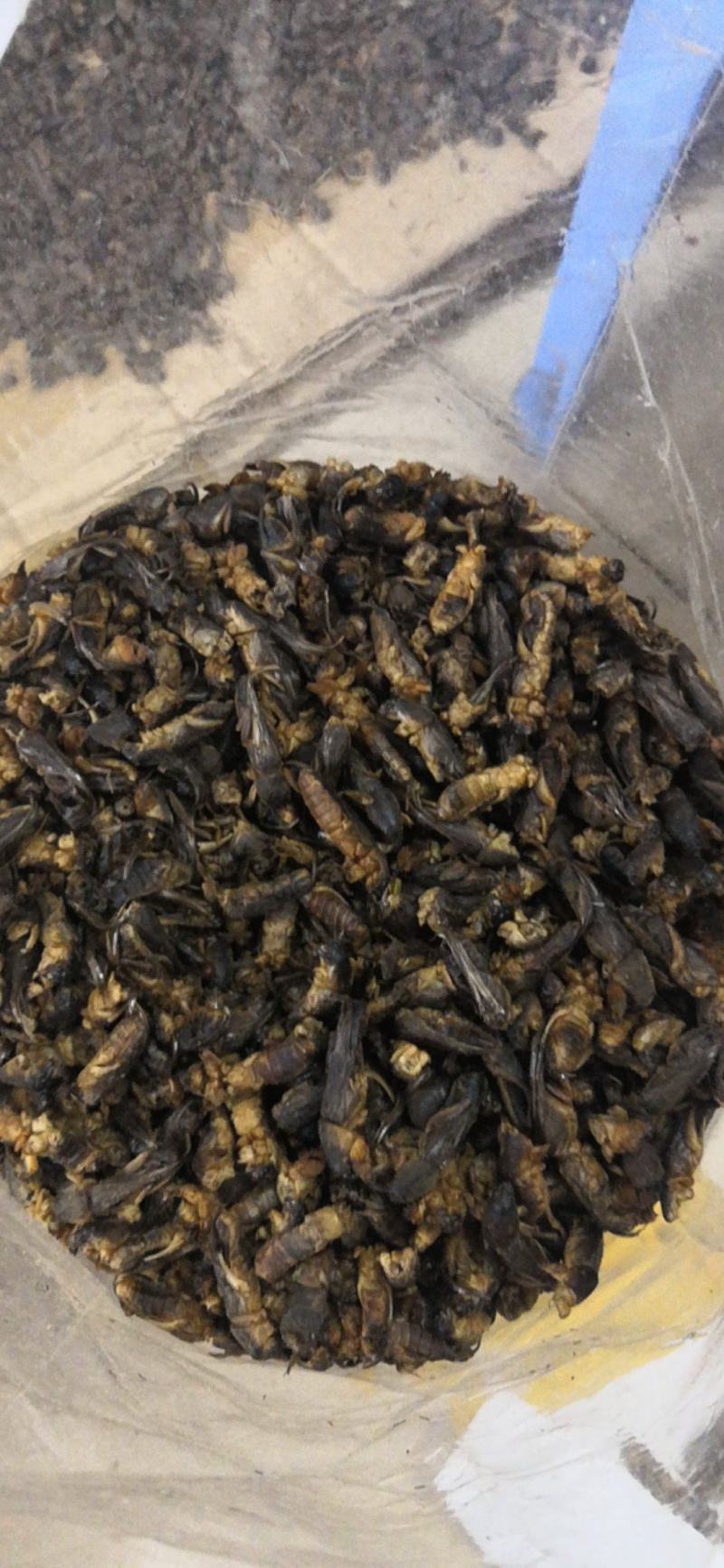 土狗别名蝼蛄野生新货两公斤包邮中药土狗