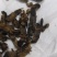 土狗别名蝼蛄野生新货两公斤包邮中药土狗