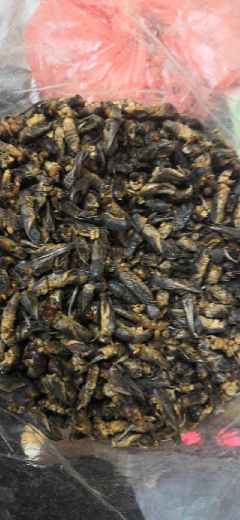 土狗别名蝼蛄野生新货两公斤包邮中药土狗