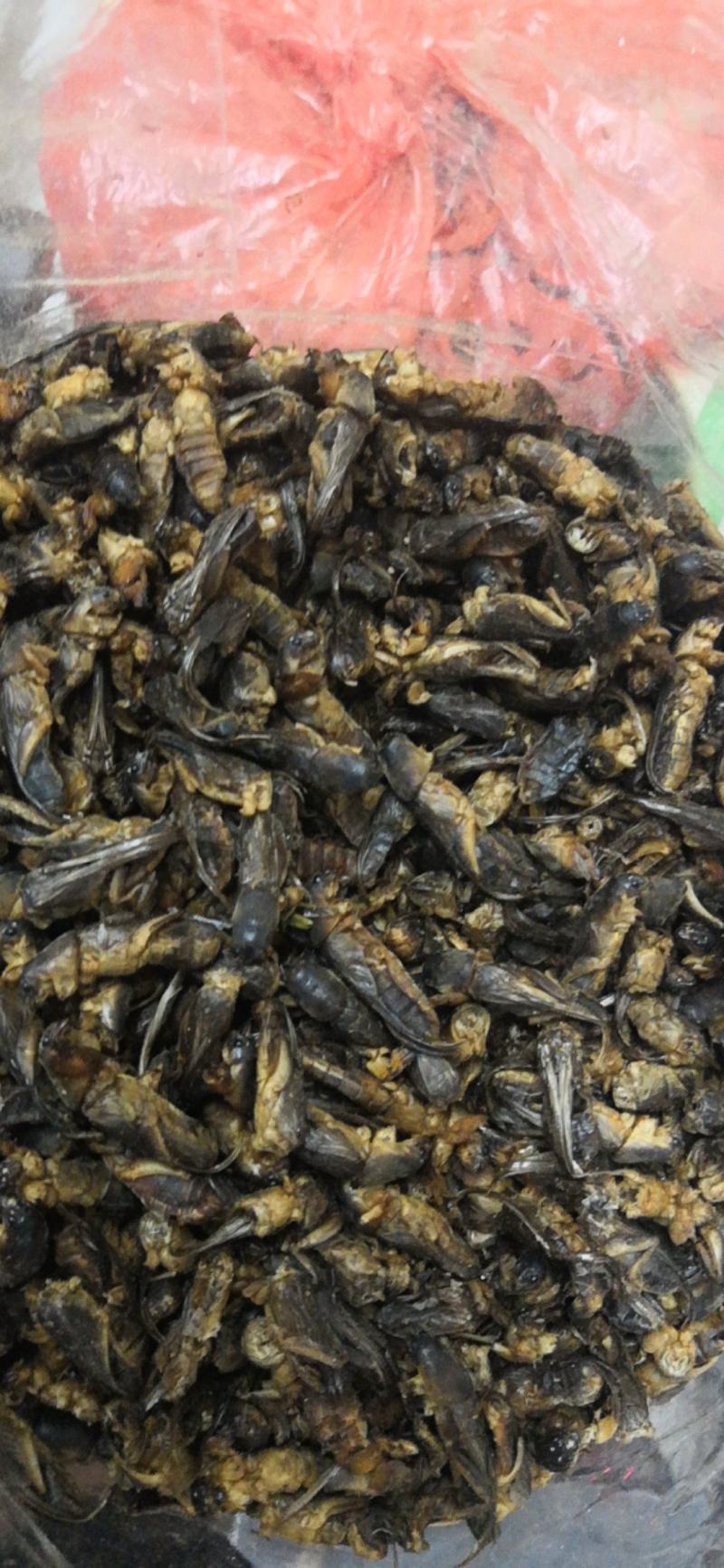 土狗别名蝼蛄野生新货两公斤包邮中药土狗