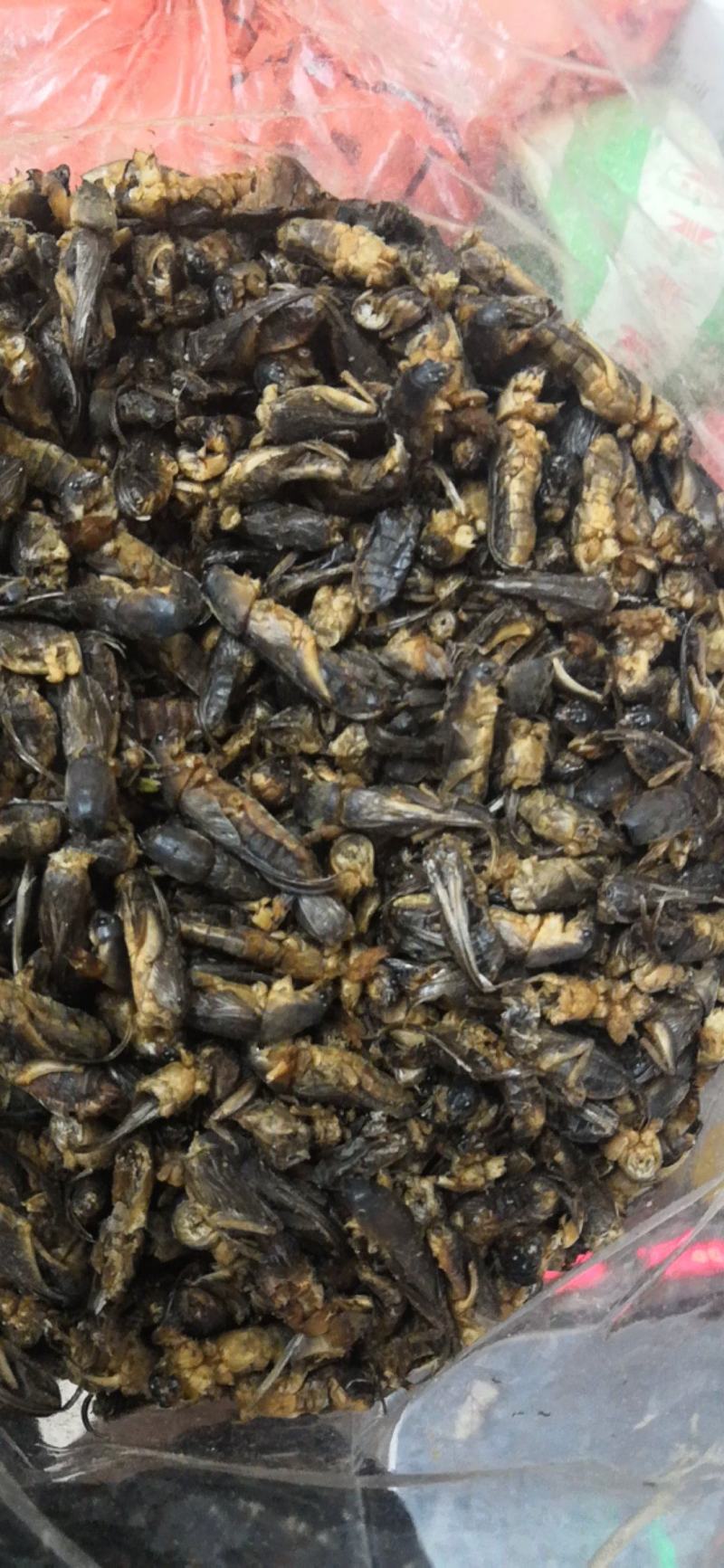 土狗别名蝼蛄野生新货两公斤包邮中药土狗