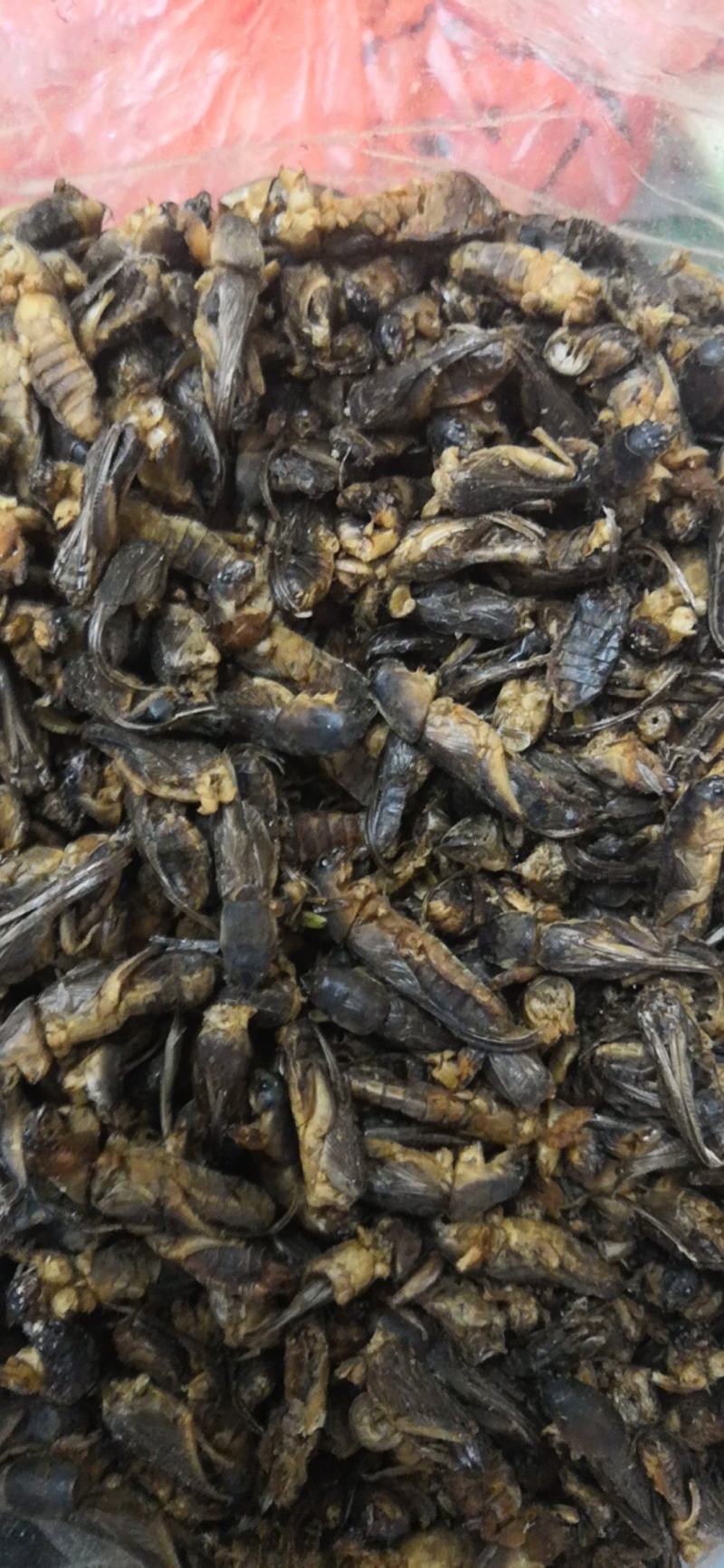土狗别名蝼蛄野生新货两公斤包邮中药土狗