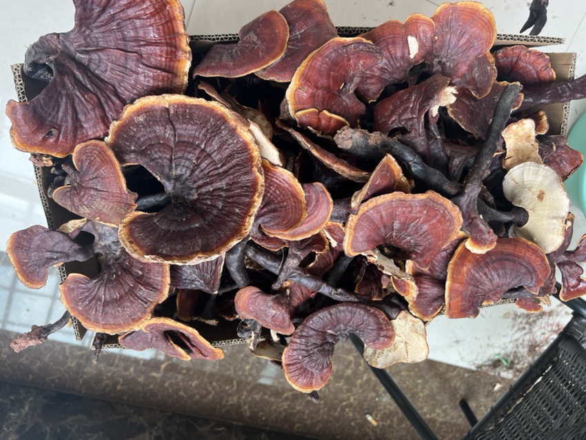 贝母药材与包装产品展示图