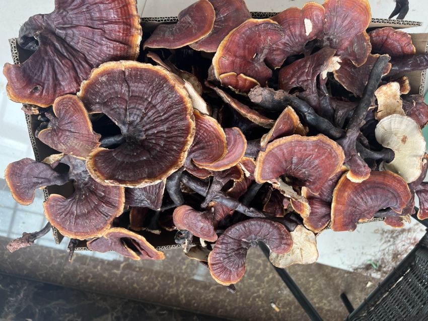 一个打开的木质礼盒,内衬丝绸,整齐排列着数十片琥珀色的独角灵芝切片,每片厚度均匀,边缘完整,中央可见明显的放射状纹理和‘独角’根部痕迹,旁边配有铜制药匙和烫金说明书卡片,整体风格典雅高端 包装精美的独角灵芝切片礼盒展示图