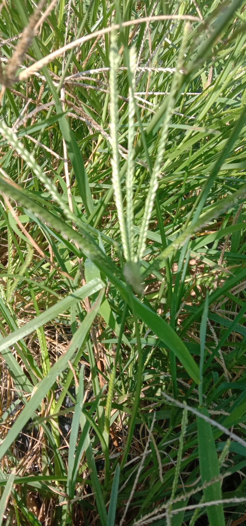 野生