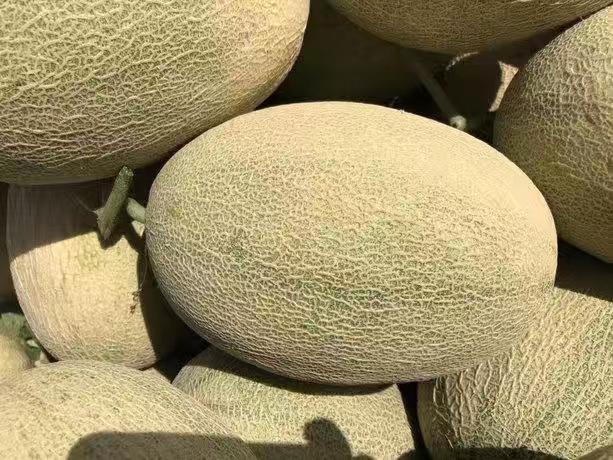 西州蜜瓜在阳光下泛着金黄色光泽