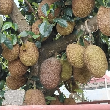 木菠萝