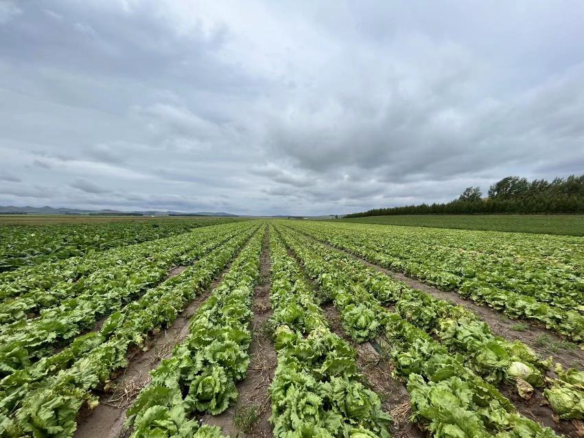 ‘皇帝’西生菜田间生长实景图