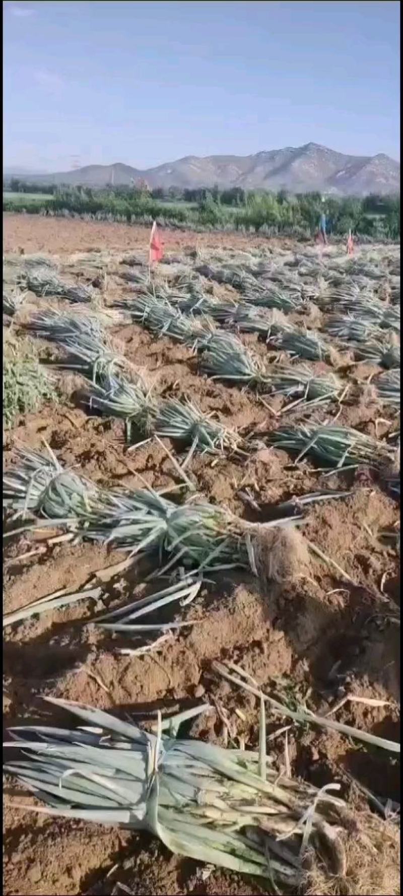 山西忻州万亩铁杆大葱上市欢迎新老顾客前来考察合作诚信经营