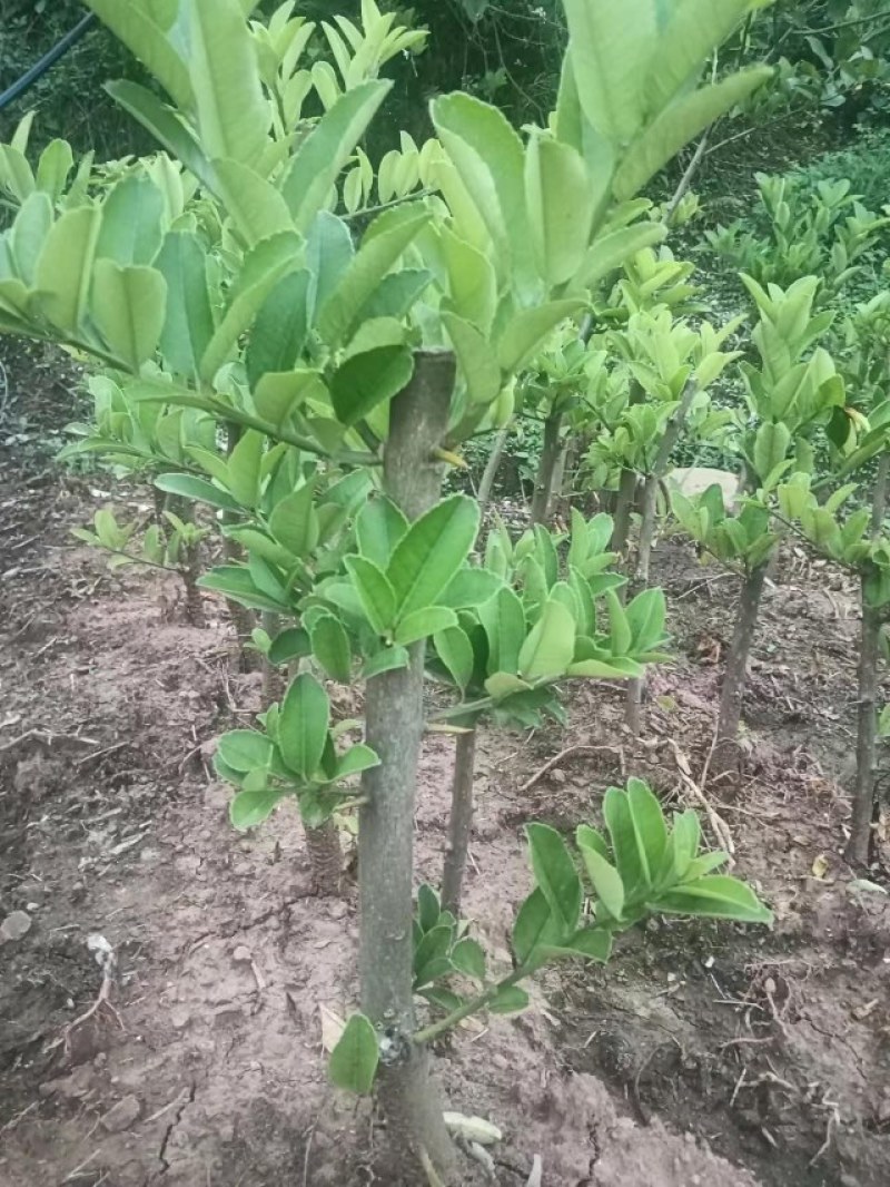 佛手种植基地，佛手嫁接苗，批发零售，欢迎定购
